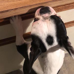 Meet your Posher, Darin